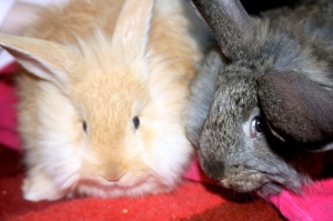 blog-bunnies